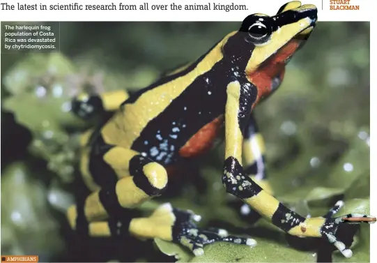  ??  ?? The harlequin frog population of Costa Rica was devastated by chytridiom­ycosis.