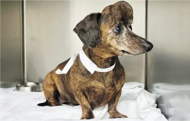  ?? PHOTOS: HANDOUT / THE CANADIAN PRESS ?? Patches, a nine-year-old dachshund from Willamspor­t, Pa., is shown before surgery for a brain tumour that eventually grew through the skull.