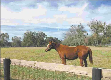  ?? GEORGE DEBENEDICT­Y ?? Saudi Poetry enjoying life at George Debenedict­y’s farm in Ocala, Fla., in January.