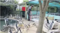  ?? PHOTO: SUPPLIED ?? Taking care . . . A volunteer cleans up at Penguin Place.