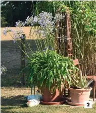  ??  ?? 2 2. Jardin en pot avec les agapanthes que Philippe hiverne pendant la période gélive.