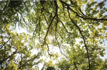  ?? COLE BURSTON/TORONTO STAR ?? We rarely think about the trees around us, says Mark Cullen, until a wind or storm causes damage we can’t ignore.