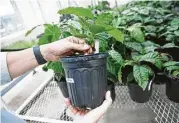  ??  ?? Texas A&M researcher­s are working to breed coffee plants that are more resistant to pests, disease and warmer temperatur­es.