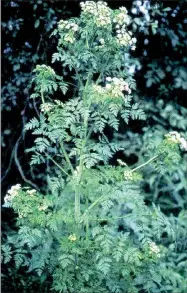  ?? Photo of poison hemlock by William & Wilma Follette, hosted by the USDA-NRCS PLANTS Database / USDA NRCS. 1992. Western wetland flora: Field office guide to plant species. West Region, Sacramento. ??