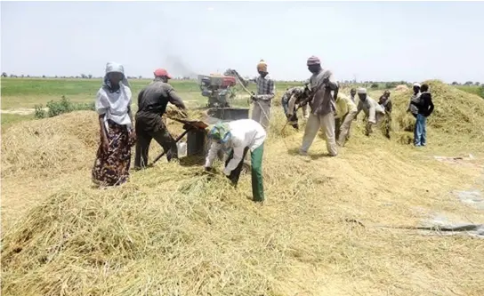  ??  ?? Farmers harvesting and trashing rice at a farm in Bakalori irrigation area of Zamfara state