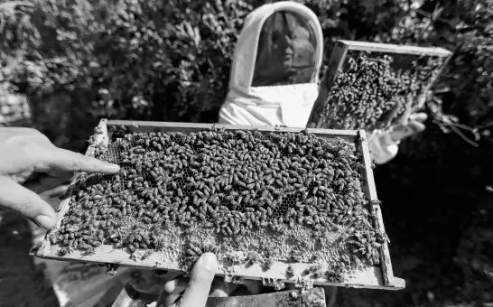  ?? IBRAHEEM ABU MUSTAFA • REUTERS ?? Palestinia­n farmers check their beehives in Gaza City, November 20, 2022.