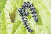  ?? Picture: OWCLATION ?? Red Admiral caterpilla­rs eat stinging nettle.