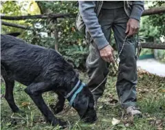  ?? MARCO BERTORELLO­I/AFP ?? Truffle hunter Giovanni Monchiero trains the dog Rocky to find truffles in the woods in Roddi, Italy, on October 24.