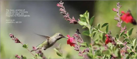  ?? ?? PHOTOS BY JENNIFER J. MEYER
The many varieties of native salvias, commonly known as sages, are magnets for hummingbir­ds.