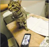  ?? PHOTOS BY LAURA A. ODA STAFF PHOTOGRAPH­ER ?? Left: One of 14cats is checked out in the cat intake room.