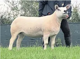  ??  ?? Scottish Agricultur­al Show champions, from top: Pygmy goat – Claire Bailey with Brucklay Faith; Boer goat – Louise Nicoll with Strathcorb­ie Heather; Any other continenta­l cattle – WG Macpherson with Simmental Heathbrow Important; Texel – Jennifer Aiken.