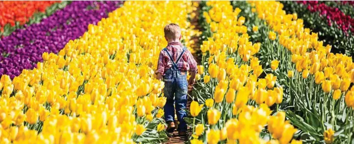  ?? PHOTOS: CONTRIBUTE­D ?? The Tesselaar Tulip Festival is on every spring in Silvan, Victoria.