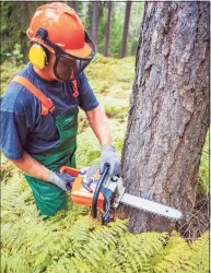  ?? Val Thoermer / Getty Images ?? Westport officials are considerin­g requiring a permit to cut down mature trees.