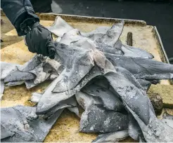  ??  ?? Shark fins—a luxury item in high demand for soup in China—found on an illegal boat. The ship’s 12 Tanzanian workers were sharing one small room with two beds.