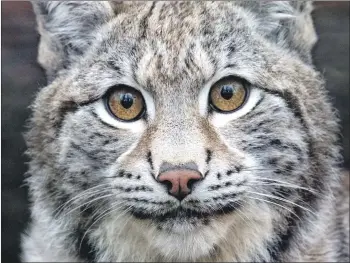  ?? Photograph: Chris Godfrey ?? Eurasian lynx could be reintroduc­ed in Argyll.