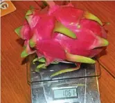 ??  ?? The average dragon fruit size is about 450g, but they can grow larger than 1kg.