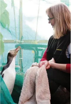  ??  ?? TOP / Hoiho/yellow-eyed penguins are endemic to the New Zealand South Island and sub Antarctic Islands.Their breeding regions on the Mainland include the Catlins, Otago Peninsula, North Otago and Banks Peninsula. ABOVE / Native Bird Rehabber Dr Susan Shannon in her greenhouse aviary with Bonzo the yellow-eyed penguin.