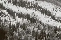  ??  ?? The San Juan National Forest, with the San Juan River meandering through it, is known for its towering aspen trees.