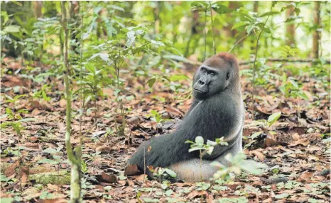  ?? FOTO: GESA KOCH WESER/WWF/DPA ?? Flachlandg­orilla in Zentralafr­ikanischer Republik: Forscher vermuten, Gorillas seien aufgrund ihrer Lebensform gefährdet.