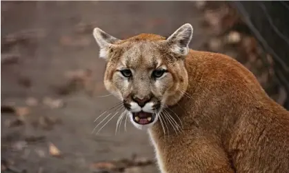  ?? Karel Bock/Getty Images/iStockphot­o ?? A mountain lion. Authoritie­s said they plan to turn their focus toward understand­ing why Saturday’s deadly attack happened. Photograph: