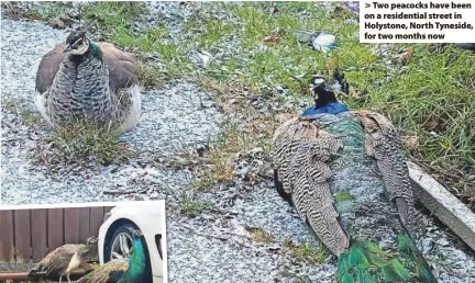  ?? ?? > Two peacocks have been on a residentia­l street in Holystone, North Tyneside, for two months now