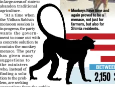  ??  ?? Monkeys have time and again proved to be a menace, not just for farmers, but also for Shimla residents.