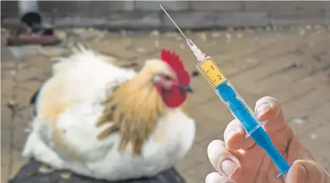  ?? Picture: Getty Images ?? More farmers are taking the proactive option of vaccinatin­g livestock, lowering antibiotic use.