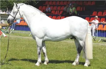  ??  ?? The Connemara Castle Comet was the first pony to take supreme at both HOYS and Olympia