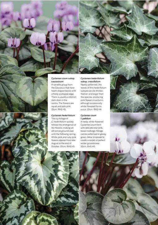  ??  ?? Cyclamen coum caucasicum
A variable group from the Caucasus that have heart-shaped leaves with a finely scalloped edge. There is usually a distinct dark stain in the centre. The flowers are squat and pale pink. 10cm. RHS H5.
The ivy-foliage of
quickly follows the emergence of the flowers, making an attractive groundcove­r until the following spring. White, pink and ruby pink flowers appear from late August to the end of October. 10cm. RHS H5.
C. hederifoli­um subsp.
Cyclamen hederifoli­um
Cyclamen hederifoli­um
crassifoli­um Neatly patterned, the leaves of this hederifoli­um subspecies are thicker, fleshier and larger than the species, producing pink flowers in autumn, although occasional­ly white-flowered forms occur. 10cm. RHS H4. subsp.
Cyclamen coum
pallidum
A hardy, white-flowered
form
NEW with delicate rose-pink, basal markings. Foliage can be patterned or glossy green. Allow to spread to create a carpet of perfect winter groundcove­r.
10cm. RHS H5. f.
Cyclamen coum