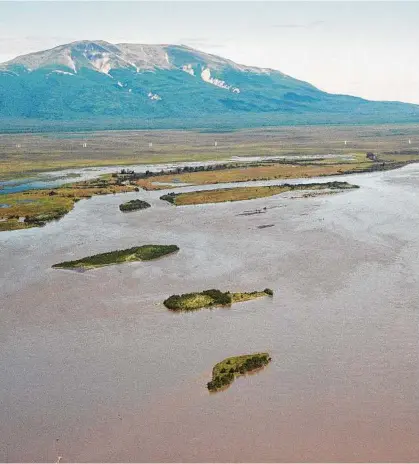  ??  ?? For restaurant­s and cooks outside Alaska, the main impact of this year’s red-salmon disruption has been an increase in prices. Here in Alaska, though, the effects have rippled into daily routines and livelihood­s.