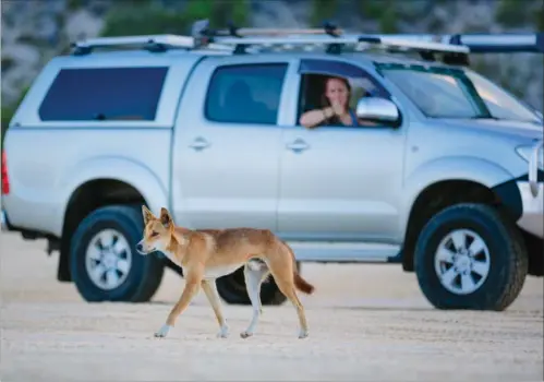  ?? ARKIVFOTO: SHUTTERSTO­CK ?? Her ses en dingo, som er en vildhund, på Fraser Island.