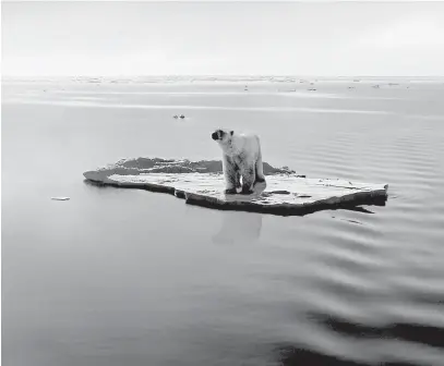  ?? Znemožňuje ledním medvědům lov tuleňů. Snímek je ze Severního ledového oceánu. FOTO SHUTTERSTO­CK ?? Tání ledovců
