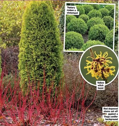  ??  ?? Topiary makes a statement
Yellow witch hazel
Red dogwood stems set off against a Thuja conifer background