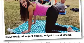  ??  ?? weight to a cat stretch Heavy workout: A goat adds its