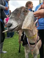  ?? PHOTOS BY ERIC DEVLIN — DIGITAL FIRST MEDIA ?? Blue Hazel, a 3-year-old Nubian goat, won this year’s Sly Fox Bock Fest and Goat Race for the second year in a row Sunday.