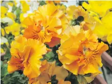  ?? ?? The large, ruffled flowers of Fizzle Sizzle Orange pansies create attention-getting plantings.