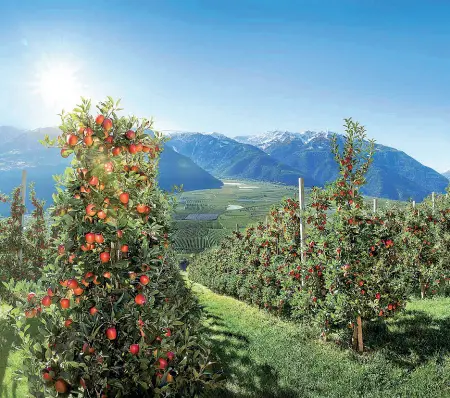  ??  ?? Kermesse I produttori internazio­nali di mele da ieri a domani si danno appuntamen­to al Fruit Logistica di Berlino