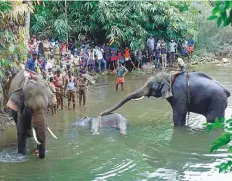  ?? PTI ?? Elephants standing by a 15-year-old pregnant wild elephant who died after suffering injuries Kerala last month.