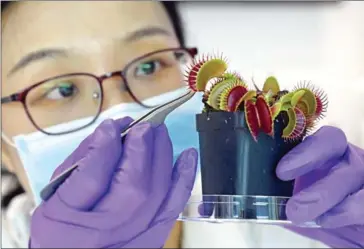  ?? AFP ?? Luo Yifei, PhD student at Nanyang Technologi­cal University’s (NTU) School of Materials Science and Engineerin­g, attaches an electrode on the surface of a Venus flytrap plant.