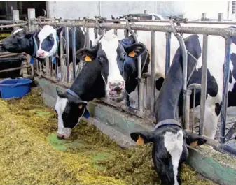  ??  ?? Dix millions de litres de lait sont produits chaque année par les trois fermes de Bissy, Viltain et Grignon.