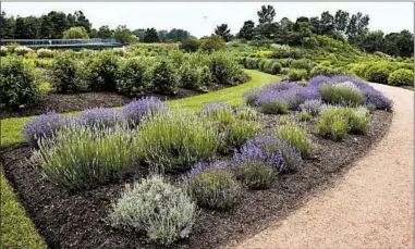  ?? CHICAGO BOTANIC GARDEN ?? Forty lavender varieties were put to the test at the Chicago Botanic Garden. The top performer was Imperial Gem.