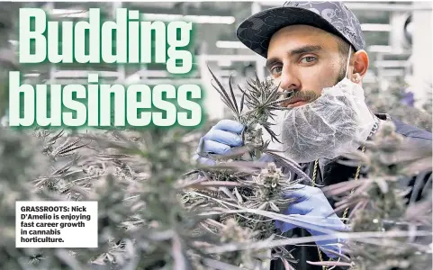  ?? ?? GRASSROOTS: Nick D’Amelio is enjoying fast career growth in cannabis horticultu­re.