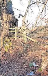  ?? ?? Foul The woodland beauty spot at Stoneymead­ow Road is being used as a toilet