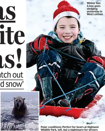  ??  ?? Winter fun: A boy goes sledging yesterday in West Lothian Polar conditions: Perfect for bears at Highland Wildlife Park, left, but a nightmare for drivers
