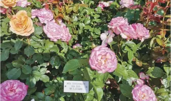  ?? ??  Butchart花園­中盛開、碩大的各種玫瑰。