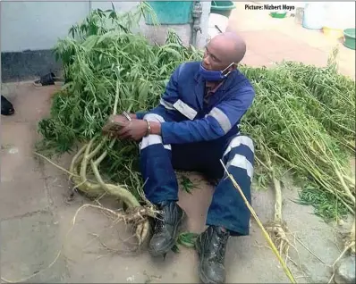  ??  ?? Picture: Nizbert Moyo
Mpumelelo Tshuma of Emakhanden­i in Bulawayo was arrested on Tuesday after several dagga plants were allegedly recovered from his garden. The value of the dagga could not be ascertaine­d. In a related developmen­t, police in Chiredzi on Wednesday arrested two suspects for possession of 146kg of the banned drug. The two, Luckson Munhukwaye and Phyllis Mufandaedz­a were arrested along the Ngundu-Tanganda Road.