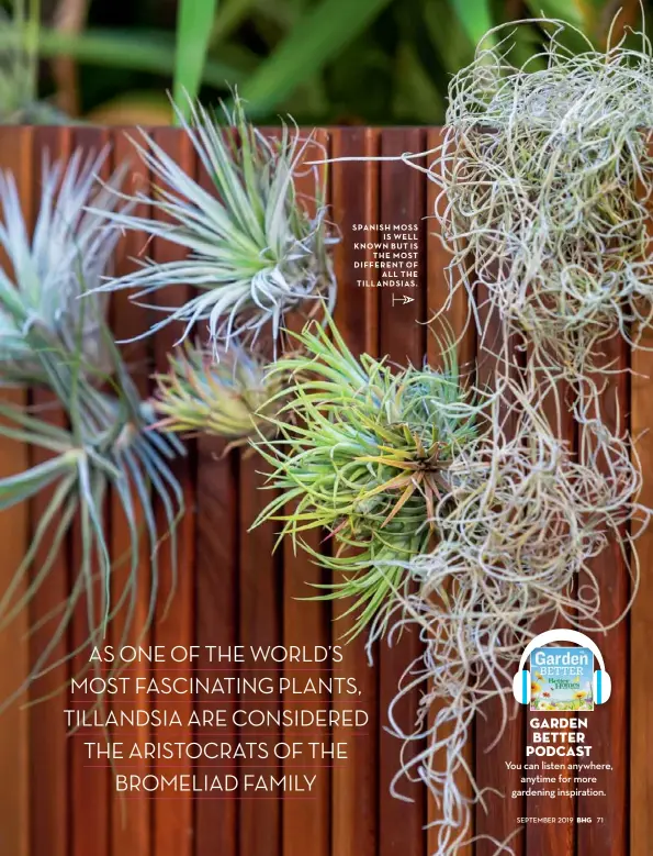  ??  ?? SPANISH MOSS IS WELL KNOWN BUT IS THE MOST DIFFERENT OF ALL THE TILLANDSIA­S.