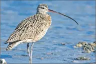  ??  ?? Hopes have been raised over curlew numbers.