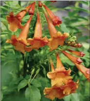  ?? COURTESY OF TIMOTHY D. WOOD ?? Chicklet Orange will produce orange trumpet flowers all season long and would make an incredible partner with other hummingbir­d plants, like the Rockin’ series of salvias.