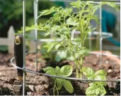  ?? ?? Tomatoes and basil make wonderful (garden) bedfellows, as basil discourage­s certain insects from attacking tomatoes.